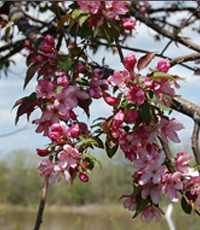 Flowering tree on the grounds 